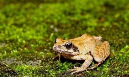 口水蛙吃瓜视频大全免费观看,免费观看视频大全，笑料横生！